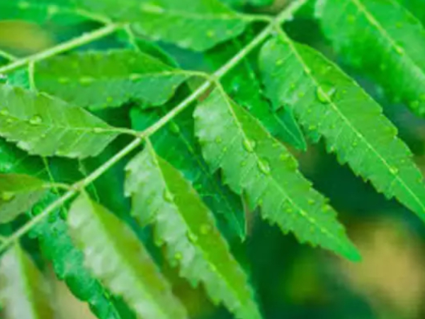 Do you know Excellent Health Benefits of Garlic and what are the Best home remedies for Armpit Lumps