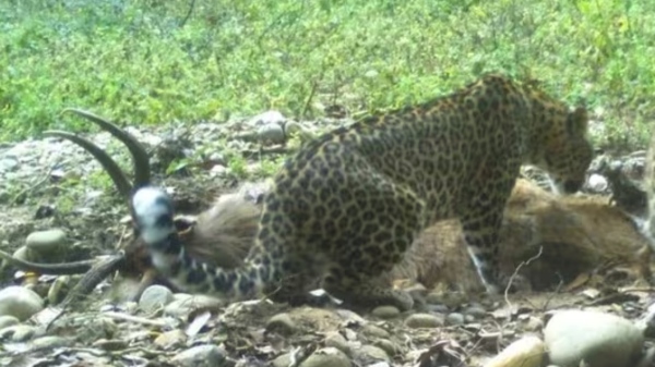 Leopard spotted at Singa Chandra near electronic city in Bangalore Leopard spotted at Singa Chandra near electronic city in Bangalore