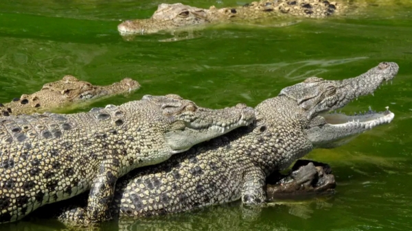 3 Thousand crocodiles have mated in Australia after mistaking the sound of a helicopter 