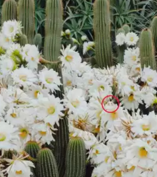 Optical Illusion; If you can find the hidden cat in the picture in 30 seconds, You are a genius 