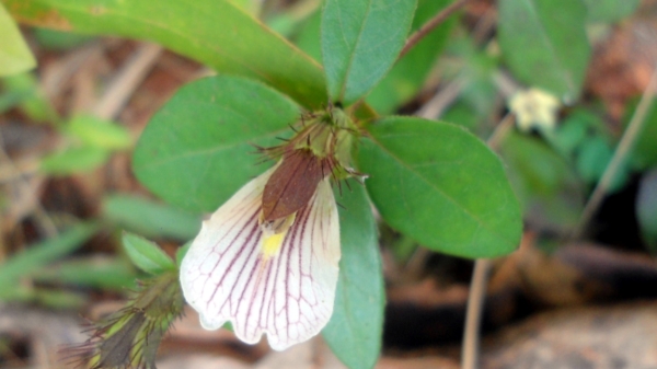 Do you know Excellent Benefits of Mookkirattai Keerai and Nethra Poondu is the Best for Eye Protection Do you know Excellent Benefits of Mookkirattai Keerai and Nethra Poondu is the Best for Eye Protection