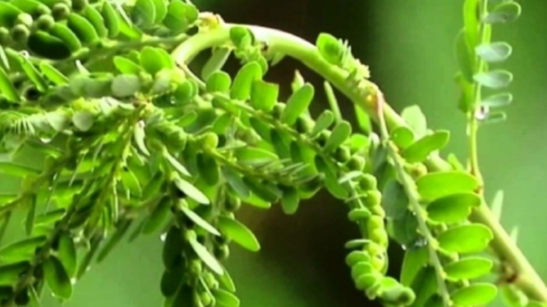 Do you know the Excellent Benefits of Keezhanelli Keerai and Phyllanthus Niruri is the Best for Women
