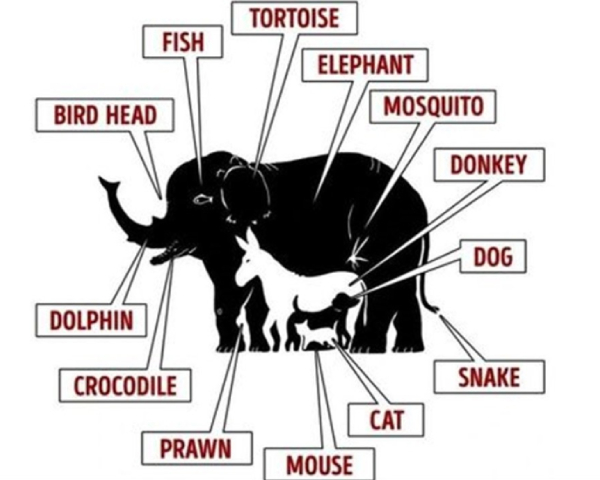 Optical illusion: There are 13 animals here, If you can find it in 17 seconds, you are genius 