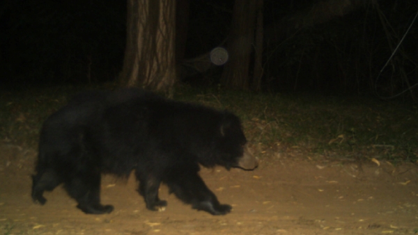 leopard and bear spotted again in tirumala Tirupati Devasthanam urges Devotees go in groups 