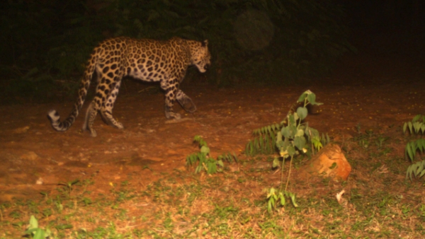 leopard and bear spotted again in tirumala Tirupati Devasthanam urges Devotees go in groups 