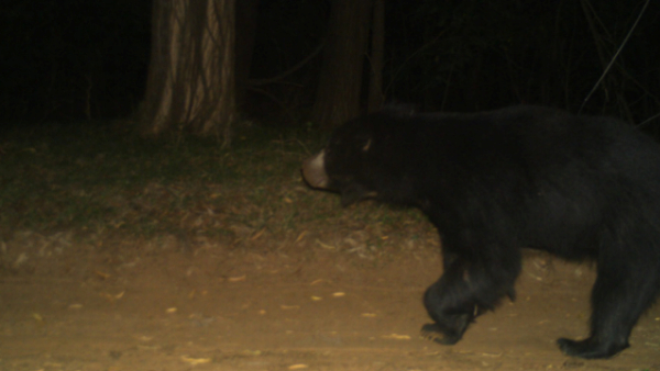 leopard and bear spotted again in tirumala Tirupati Devasthanam urges Devotees go in groups 
