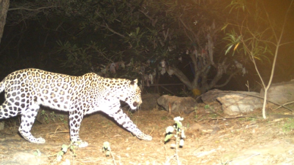 leopard and bear spotted again in tirumala Tirupati Devasthanam urges Devotees go in groups 