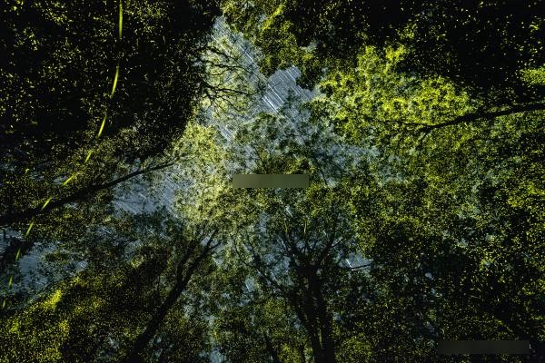 Firefiles luminating with synchronization in Aanai Malai forest: Photo gets famous Wild Life award for 2023 