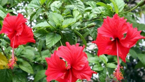 What are the amazing health benefits of Hibiscus (Semparuthi Poo in Tamil).