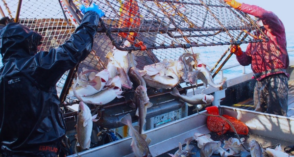  What is the reason as Humans are now announced as super predators of the world