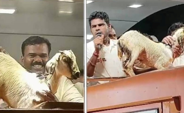 BJP state president Annamalai gifted the lamb as a gift 