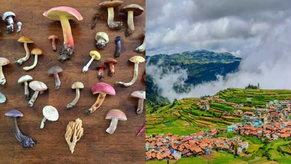 how A magic mushroom that attracts a foreigner to Kodaikanal? how A magic mushroom that attracts a foreigner to Kodaikanal?