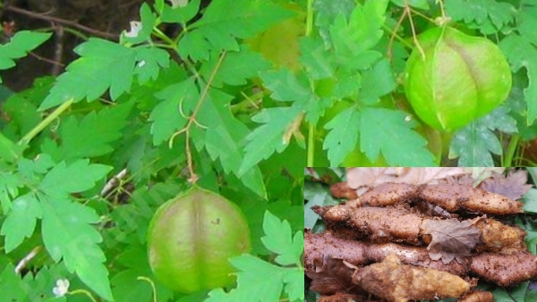 Do you know Health Benefits of Mudavattukkaal Kizhangu and Mudakkathaan Keerai is the Best for Rheumatoid