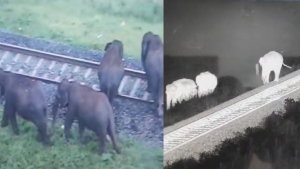 TN Forest set ups AI strategy for monitoring elephants on Coimbatore Madhukkarai railway tracks 