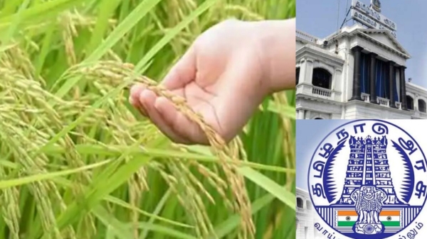 Paddy Crop Insurance and Chengalpattu, Kancheepuram Collectors Big Announcement Paddy Crop Insurance and Chengalpattu, Kancheepuram Collectors Big Announcement