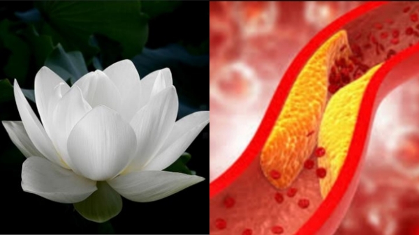 Do you know the health Benefits of Lotus Flower and White Lotus flower is best for heart function