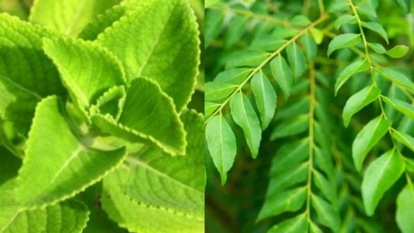 Do you know Amazing Health Benefits of Karpooravalli Leaves and what are the 5 Super tips for weight Loss Do you know Amazing Health Benefits of Karpooravalli Leaves and what are the 5 Super tips for weight Loss