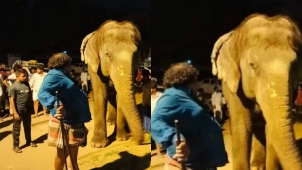 Heart touching incident in Thenkasi and Kadayanallur Darga Elephant confiscated due to lack of documents