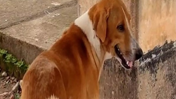 Kerala: A pet dog waits for 4 months in front of mortuary without knowing that its owner has died 