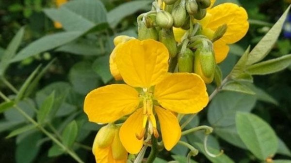 Do you know Health Benefits of Parattai Keerai and Ponnavarai Keerai is the Best food for Weight Loss