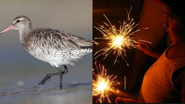 In Mayiladuthurai district kollidam near, no firecrackers burst in one village 