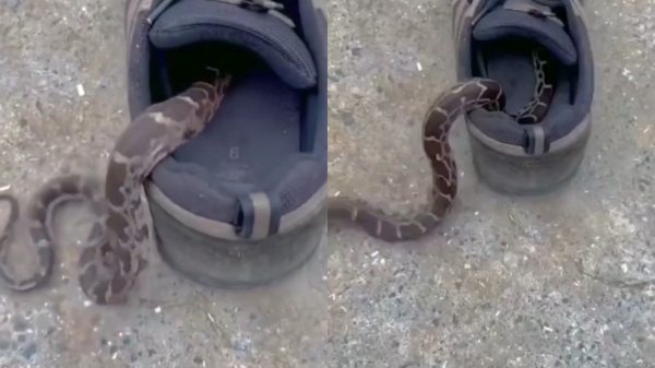 snake on shoes, Childrens shoes should be taught to use after cleaning, alert video 