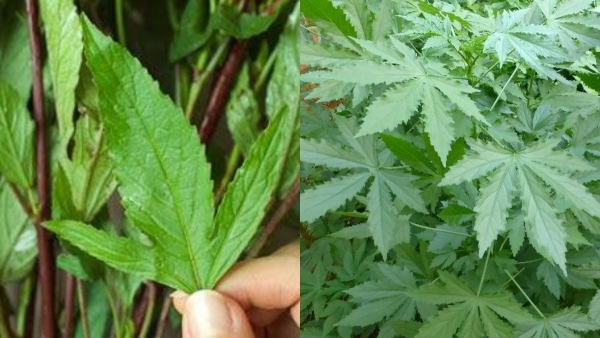 Extraordinary health benefits of Gongura (Pulicha keerai in Tamil)