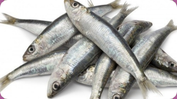 Do you know the Health Benefits of Mackerel Fish and Mathi Meen, Sankara Fish is the Best for Diabetics