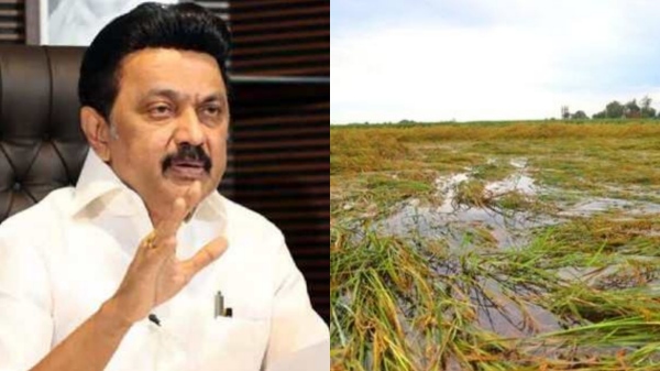 Committee to submit a report tomorrow to CM Stalin about the crop damage in delta districts Committee to submit a report tomorrow to CM Stalin about the crop damage in delta districts