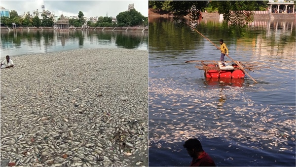 What is the reason for the death of fish in the Kapaleeswarar temple pond, Chennai, Mylapore?