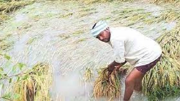 Mayiladuthurai,Nagapattinam flooded due to heavy rain, paddy fields were flooded