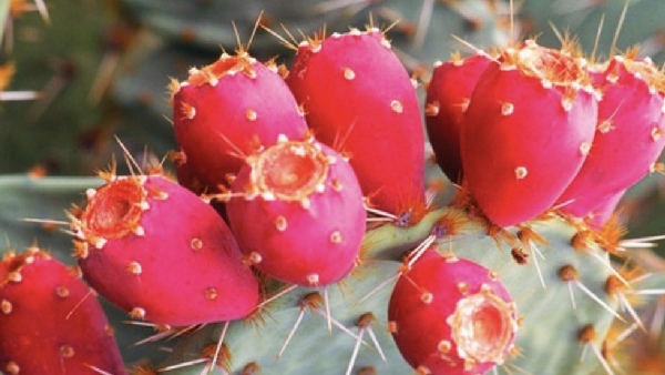 Do you know Health Benefits of Chappathi Kalli Fruit and Cactus Fruit Juice is the Best for all 
