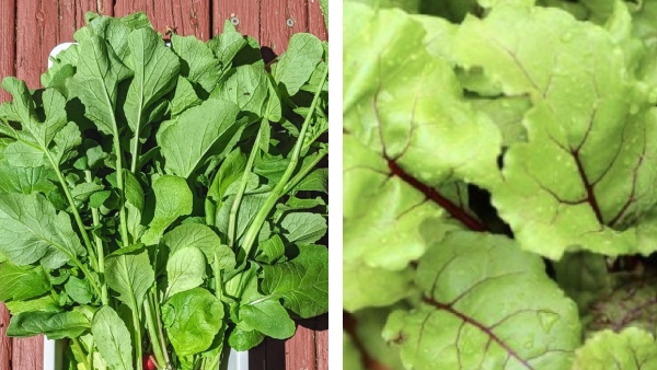 Do you know the Super Uses of Raddish Leaves and Beetroot Leaves are the Best for Diabetics