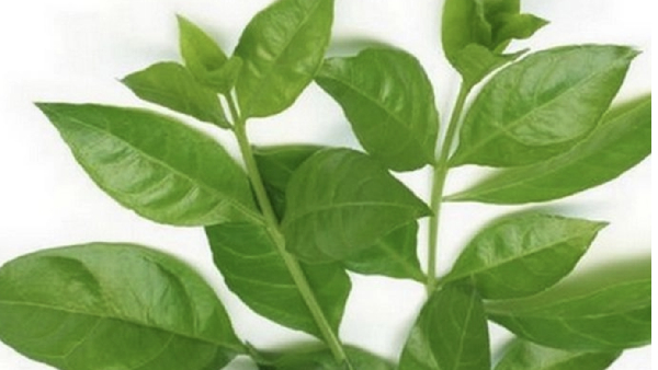 Do you know the Excellent Uses of Henna Leaves and How to cure Cracked Heels with Neem Oil