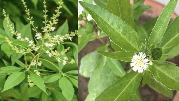 Do you know the Excellent Benefits of Nochi Leaf and Amazing Foods that can Cure Asthma 