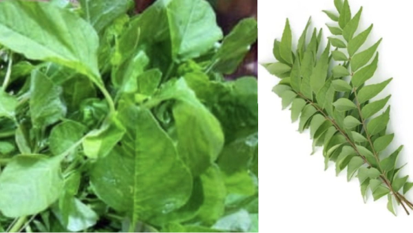 Do you know the Super health benefits of Mulai Keerai and Curry leaves gives amazing uses for healthy Skin
