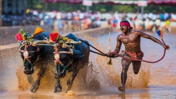 Bangalore is ready to host Namma Kambala for the first time