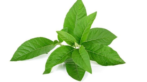 Do you Know Health Benefits of Adhatoda Leaf and Adathodai Leaf is the Best Medicine for High Blood Pressure