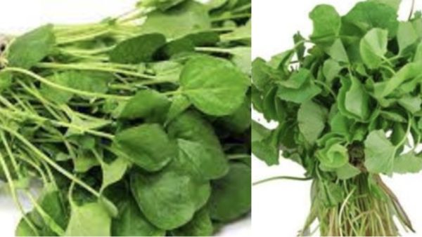 Do you know Excellent Benefits of Thandu Keerai Seeds and Drumstick Seed is the Best for Men and Women