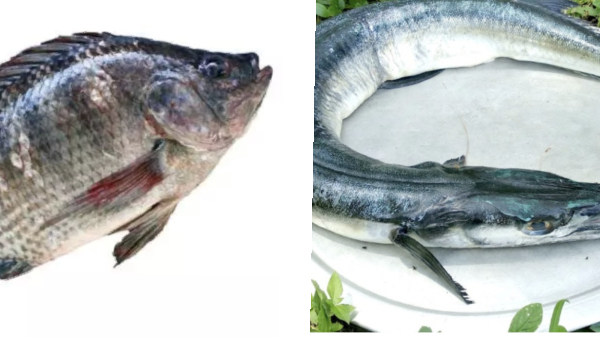 Do you know Health Benefits of Mural Fish and What are the types of fish that are rich in calcium Do you know Health Benefits of Mural Fish and What are the types of fish that are rich in calcium