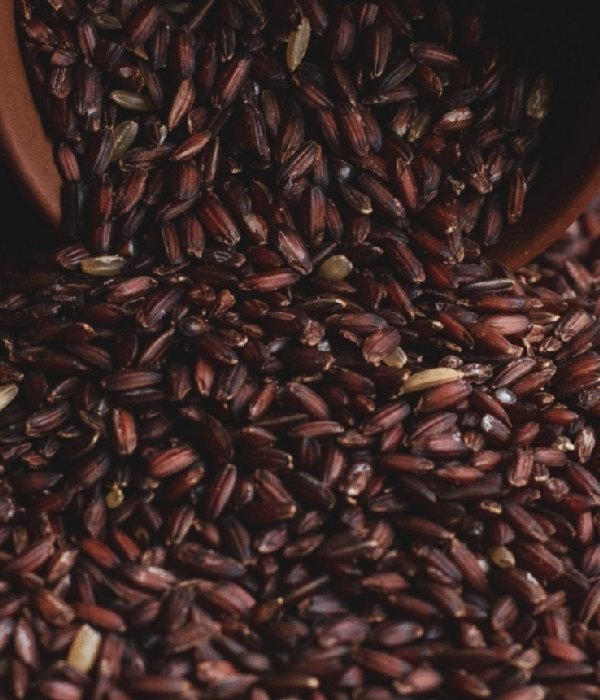 Do you know the amazing health benefits of Mapillai Samba rice? 
