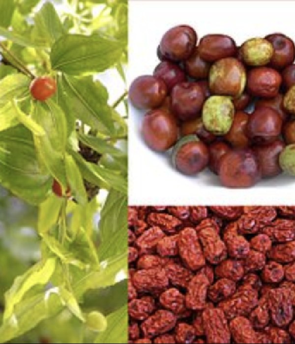Do you know the Amazing Benefits in Jujube and Elandha Pazham is the Best Treatment for Pregnancy