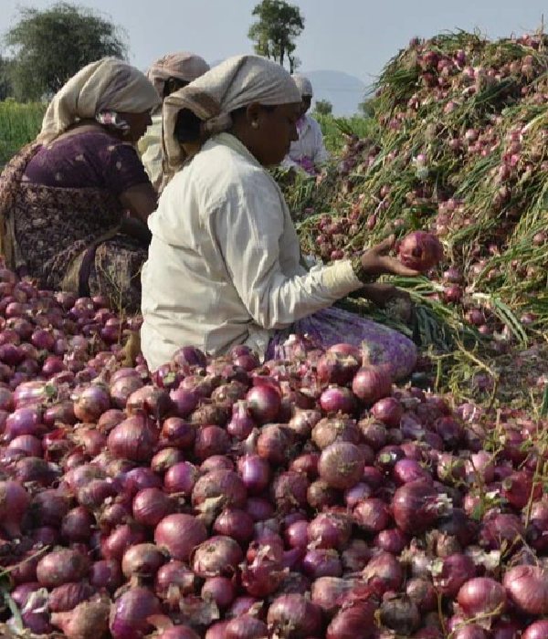 Onion prices hit the peak.. Green farm shops sell for Rs.30 