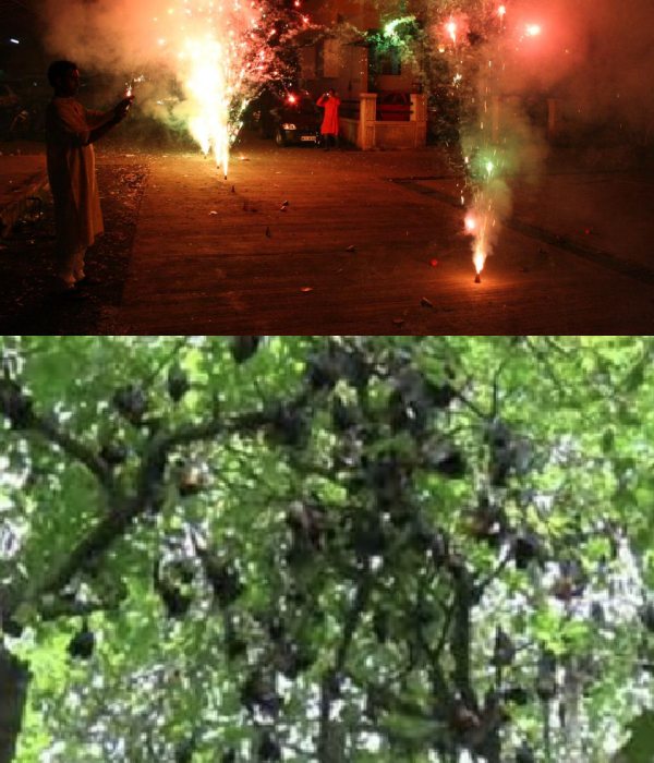 Happy Deepavali and Dont tie up your Pet dog on Diwali, Major Request Happy Deepavali and Dont tie up your Pet dog on Diwali, Major Request