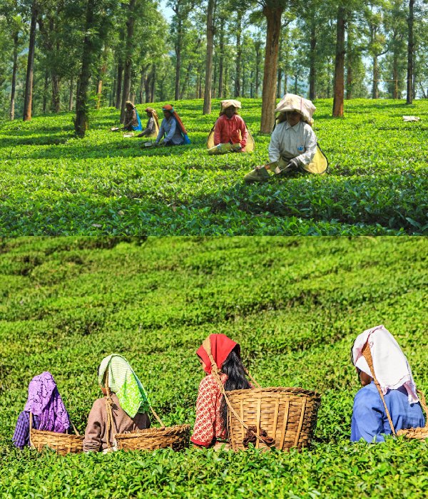 20 percent bonus and revised salary hike for tantea employees: CM Stalin big announcement 20 percent bonus and revised salary hike for tantea employees: CM Stalin big announcement