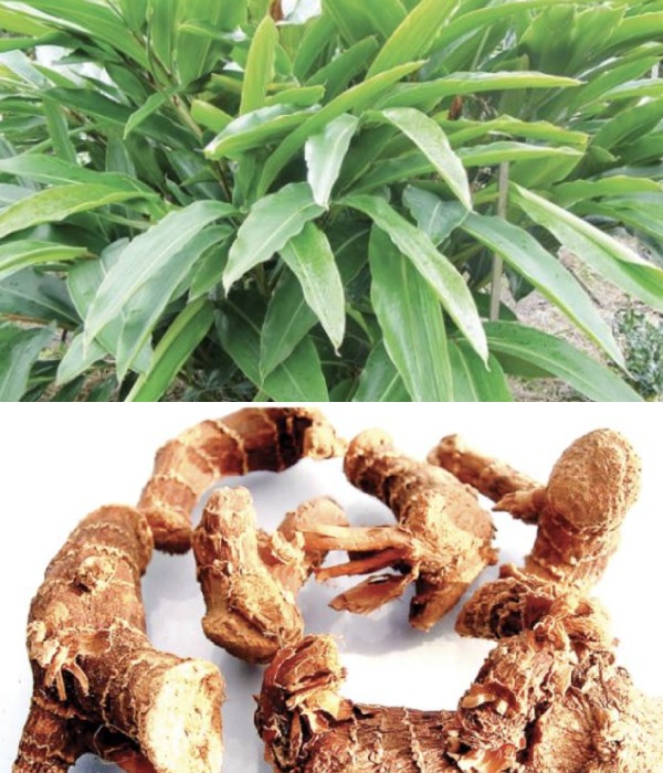 Do you know the Health Benefits of Chitharathai and chitharathai is the Best for Healthy Lungs 