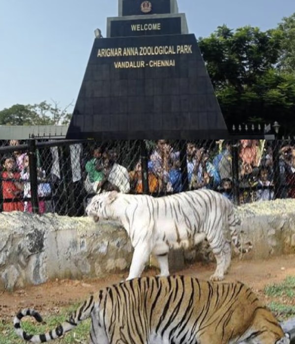 Vandalur Zoo and a Pair of Himalayan Bear in Vandalur zoo, Do you know about Kashmir Tiger