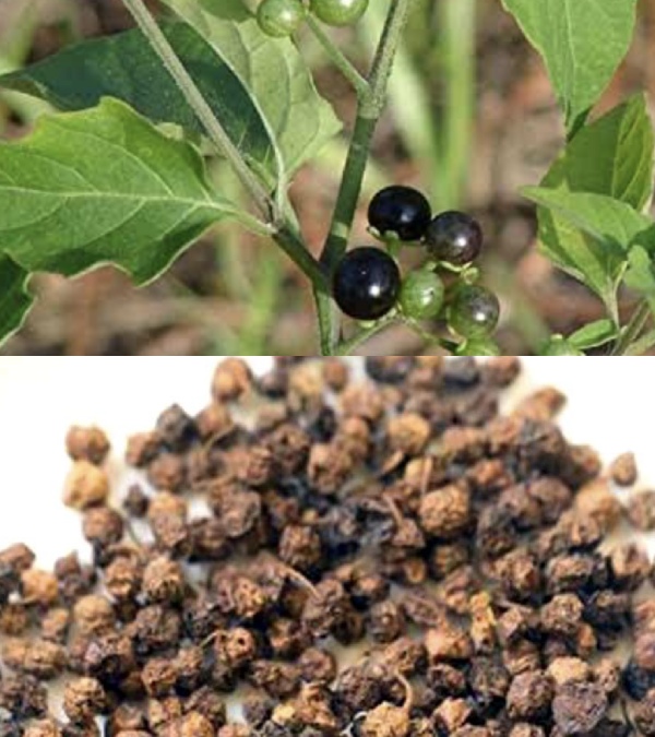 Do you know the Health Benefits of Manathakkali Keerai and Solanum Nigrum is the Best cure for Ulcers