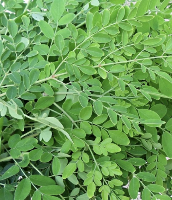 Do you know the Health benefits of Drumstick Leaves and Immunity Boosting Home made Drinks