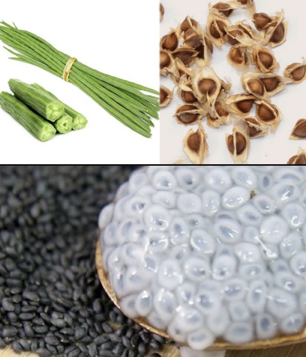 Do you know the Excellent Benefits of Drumstick Seed and Sabja Seeds is the Best food for Weight Loss